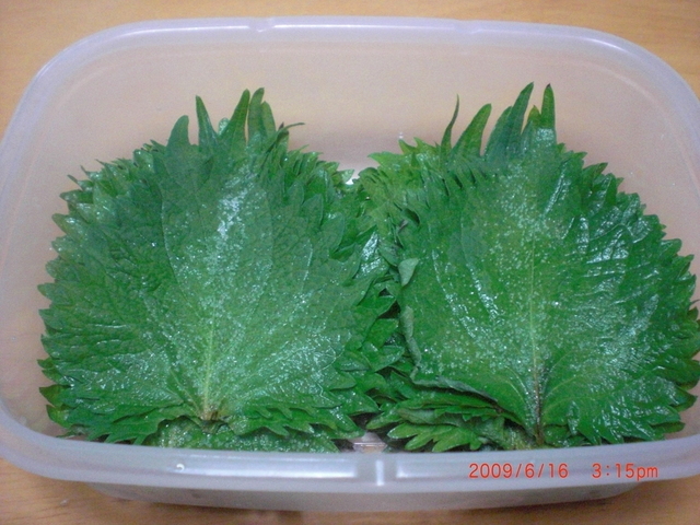 さっぱり 美味しい 青じその塩漬け レシピ 作り方 By ピﾖぽん クックパッド 簡単おいしいみんなのレシピが358万品