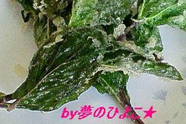 意外にもイケル ミントの葉の簡単 天ぷら レシピ 作り方 By 夢のひよこ クックパッド 簡単おいしいみんなのレシピが358万品