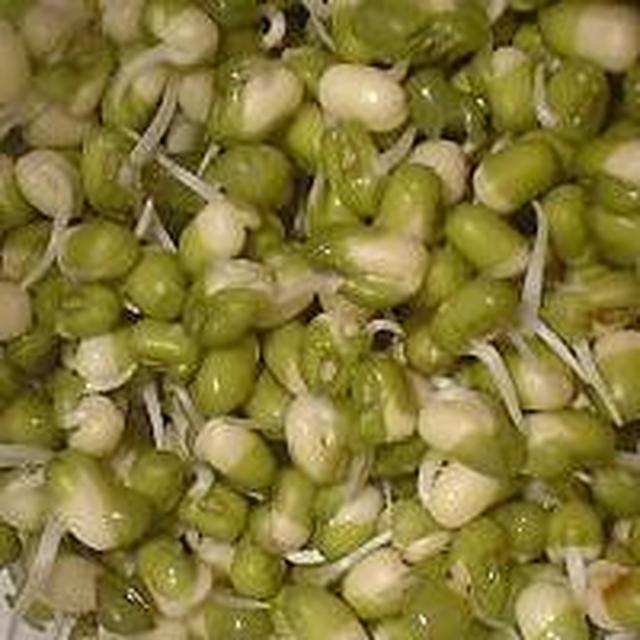 お家で豆のスプラウト もやし レシピ 作り方 By にゃああ クックパッド 簡単おいしいみんなのレシピが351万品 お家で豆のスプラウト もやし レシピ 作り方 By にゃああ クックパッド 簡単おいしいみんなのレシピが351万品