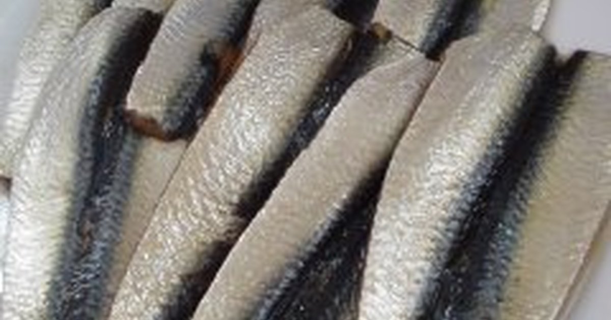 サッパの基本知識 レシピ 旬な時期 釣り方 さばき方を解説 釣りラボマガジン