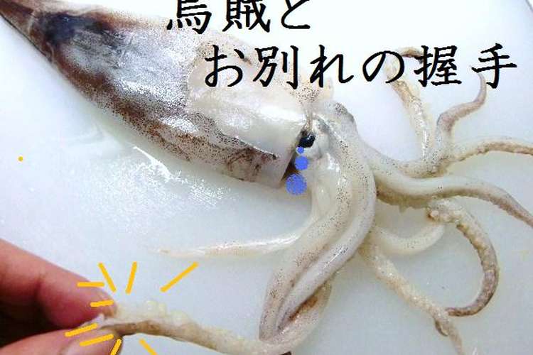 いかの解体ショー By Food Town レシピ 作り方 By Food Town クックパッド 簡単おいしいみんなのレシピが363万品