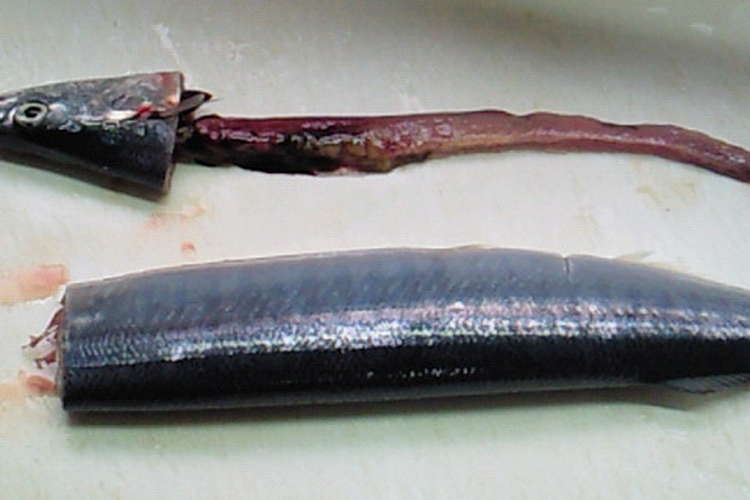 超簡単 きれい 魚の内臓の取り方 レシピ 作り方 By シュガーバニーズ クックパッド 簡単おいしいみんなのレシピが366万品