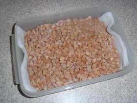 手作り納豆