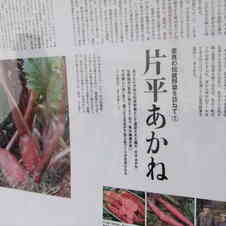 みんなが作ってる 片平あかねのレシピ クックパッド 簡単おいしいみんなのレシピが353万品