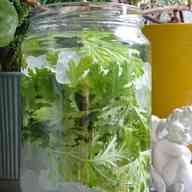 みんなが作ってる ハーブ酒のレシピ クックパッド 簡単おいしいみんなのレシピが349万品