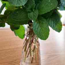 みんなが作ってる ミント 保存のレシピ クックパッド 簡単おいしいみんなのレシピが351万品