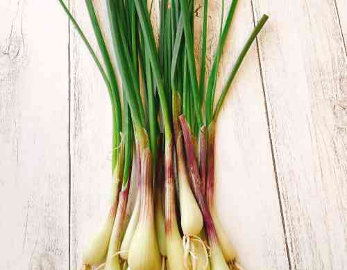 みんなが作ってる らっきょう 下処理のレシピ クックパッド 簡単おいしいみんなのレシピが361万品