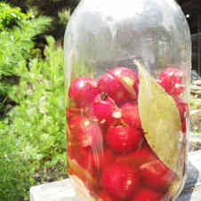 みんなが作ってる はつか大根 ピクルスのレシピ クックパッド 簡単おいしいみんなのレシピが351万品