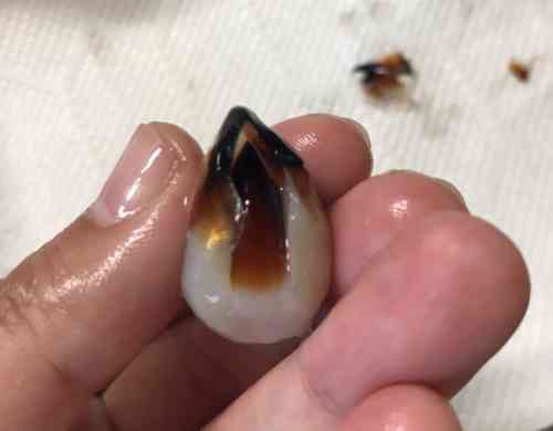 みんなが作ってる いかトンビのレシピ クックパッド 簡単おいしいみんなのレシピが358万品