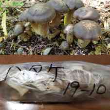 みんなが作ってる ハタケシメジのレシピ クックパッド 簡単おいしいみんなのレシピが353万品