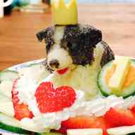 みんなが作ってる チーズケーキ 犬用のレシピ クックパッド 簡単おいしいみんなのレシピが357万品
