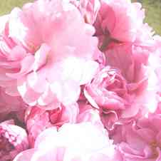 みんなが作ってる 桜の塩漬け 保存のレシピ クックパッド 簡単