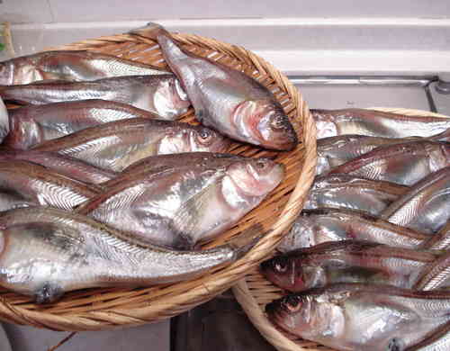 みんなが作ってる ハタハタ漬けのレシピ クックパッド 簡単おいしいみんなのレシピが361万品