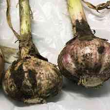 みんなが作ってる 黒にんにく においのレシピ クックパッド 簡単おいしいみんなのレシピが348万品