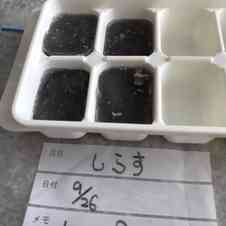 みんなが作ってる 離乳食 離乳食初期 しらす 冷凍のレシピ クックパッド 簡単おいしいみんなのレシピが360万品