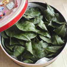 みんなが作ってる 自家製ローリエのレシピ クックパッド 簡単おいしいみんなのレシピが358万品