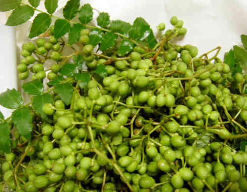 みんなが作ってる 山椒の実下処理のレシピ クックパッド 簡単おいしいみんなのレシピが357万品