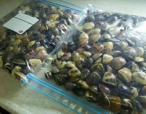 みんなが作ってる 蛤 冷凍のレシピ クックパッド 簡単おいしいみんなのレシピが356万品