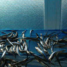 みんなが作ってる きびなご 下処理のレシピ クックパッド 簡単おいしいみんなのレシピが361万品