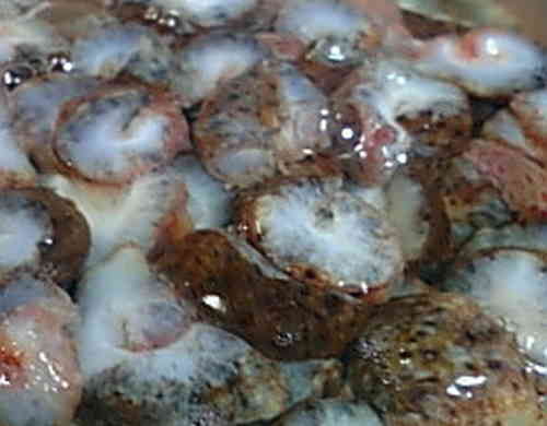 みんなが作ってる 赤ナマコのレシピ クックパッド 簡単おいしいみんなのレシピが356万品