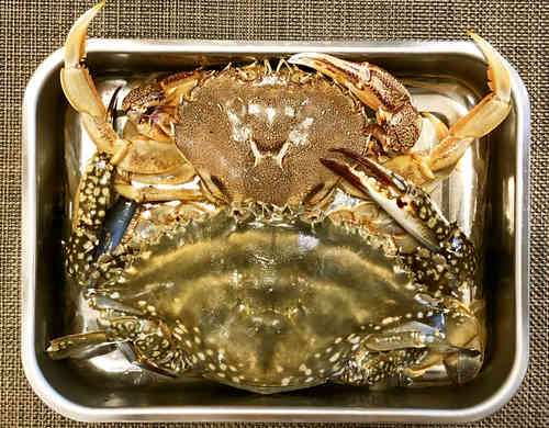みんなが作ってる 渡り蟹 蒸し フライパンのレシピ クックパッド 簡単おいしいみんなのレシピが364万品