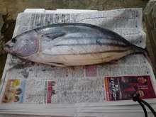 鰹丸ごと1匹のさばき方 レシピ 作り方 By 愛ちゃん家 クックパッド 簡単おいしいみんなのレシピが361万品