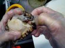 簡単 あわびのバター焼き レシピ 作り方 By フィノ クックパッド 簡単おいしいみんなのレシピが378万品