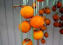 暖かい地方でも干し柿出来る 作り方 レシピ 作り方 By 愛ちゃん家 クックパッド 簡単おいしいみんなのレシピが359万品