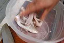 下ごしらえもしっかり 穴子の天ぷら レシピ 作り方 By ウミダス クックパッド 簡単おいしいみんなのレシピが356万品