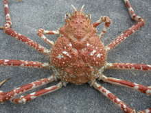 愛知の魚100選 蒸しタカアシガニ レシピ 作り方 By 黒鯛チヌ子 クックパッド 簡単おいしいみんなのレシピが361万品