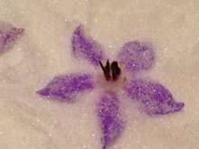 お庭のボリジでオシャレ な砂糖漬け レシピ 作り方 By Uzutabi クックパッド 簡単おいしいみんなのレシピが358万品