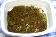 捨てちゃ勿体ない コーンのひげ茶 レシピ 作り方 By 薄荷パン クックパッド 簡単おいしいみんなのレシピが351万品