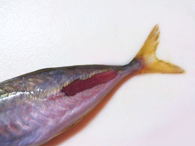 私流 小あじ 豆あじ の下処理 さばき方 レシピ 作り方 By ハートフルキッチン麗 クックパッド 簡単おいしいみんなのレシピが356万品