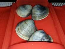 冷凍保存 大アサリ ホンビノス貝 レシピ 作り方 By Okd4 クックパッド 簡単おいしいみんなのレシピが361万品