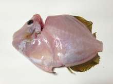 絶品カワハギの肝和え さばき方 レシピ 作り方 By マリンブルーマリン クックパッド 簡単おいしいみんなのレシピが368万品