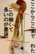 イカのさばき方 ゲソもわたもいただきます レシピ 作り方 By めかまはぉ クックパッド 簡単おいしいみんなのレシピが361万品