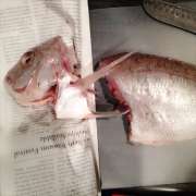 鯛の塩焼き 魚の捌き方 初心者にも レシピ 作り方 By きみみ クックパッド 簡単おいしいみんなのレシピが356万品