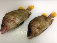タモリ セトダイ の塩焼き レシピ 作り方 By 明石浦漁業協同組合 クックパッド 簡単おいしいみんなのレシピが354万品