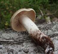 ウラベニホテイシメジの酒蒸し レシピ 作り方 By 福井のおじじ クックパッド 簡単おいしいみんなのレシピが354万品