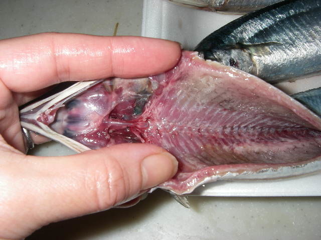 骨嫌いさん必見 秋刀魚のおいしい食べ方 レシピ 作り方 By 1月2月 クックパッド 簡単おいしいみんなのレシピが353万品
