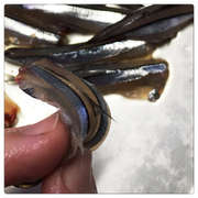 きびなご 手開きで 簡単 お刺身 レシピ 作り方 By Pomi クックパッド 簡単おいしいみんなのレシピが361万品