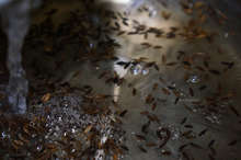 クミンティー スープン1杯のクミンで作る レシピ 作り方 By 神戸アールティー クックパッド 簡単おいしいみんなのレシピが376万品