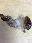 ほら貝の刺身 レシピ 作り方 By アキカヤノ クックパッド 簡単おいしいみんなのレシピが364万品