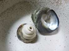 磯ものを食い尽くす イボニシ レシピ 作り方 By Lyow クックパッド 簡単おいしいみんなのレシピが371万品