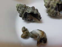 磯ものを食い尽くす イボニシ レシピ 作り方 By Lyow クックパッド 簡単おいしいみんなのレシピが371万品