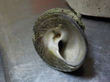 磯ものを食い尽くす イボニシ レシピ 作り方 By Lyow クックパッド 簡単おいしいみんなのレシピが371万品