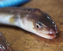 穴子の開き方 レシピ 作り方 By フレッシュキッチン クックパッド