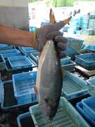 ツバスの塩焼き カマ焼き レシピ 作り方 By 明石浦漁業協同組合 クックパッド 簡単おいしいみんなのレシピが353万品