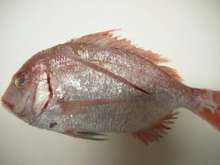 お食い染めにも 鯛塩焼き レシピ 作り方 By はまち クックパッド 簡単おいしいみんなのレシピが367万品