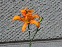 超簡単カンゾウの花の甘酢和え レシピ 作り方 By こひろちゃん クックパッド 簡単おいしいみんなのレシピが357万品